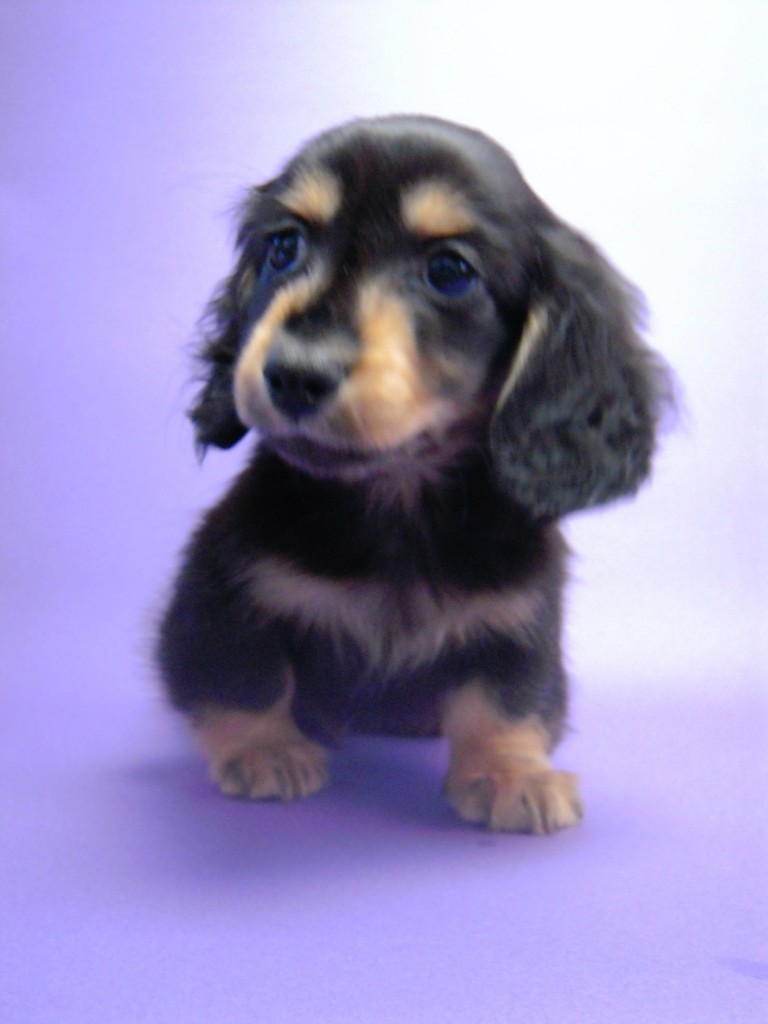 カニンヘン 子犬 ブラック&タン 男の子 エルナの赤ちゃん 10/11生まれ カニンヘン 子犬 ブラック&タン 男の子 エルナの赤ちゃん 10/11生まれ