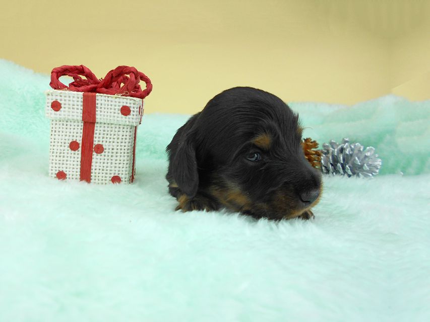 カニンヘンダックスフンド ナンシーcs & ナイトの子犬 ブラックタン 男の子（2） お写真初登場