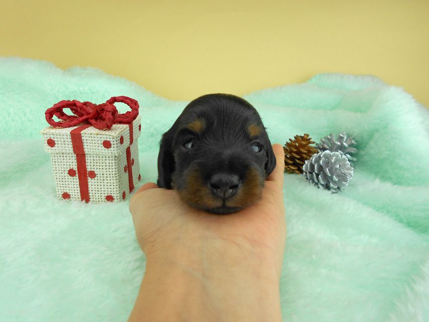 カニンヘンダックスフンド ナンシーcs & ナイトの子犬 ブラックタン 男の子（2） お写真初登場