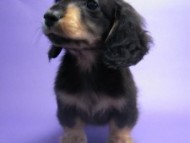 カニンヘン 子犬 ブラック＆タン 男の子 エルナの赤ちゃん 10/11生まれ