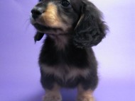 カニンヘン 子犬 ブラック＆タン 男の子 エルナの赤ちゃん 10/11生まれ