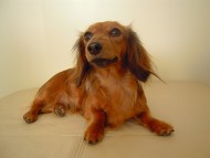 アリちゃん　JKCチャンピオン　カニンヘンダックス　2.8kg　女の子　シェーデットレッド