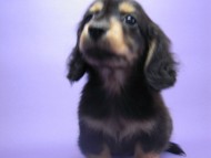 カニンヘン 子犬 ブラック＆タン 男の子 エルナの赤ちゃん 10/11生まれ