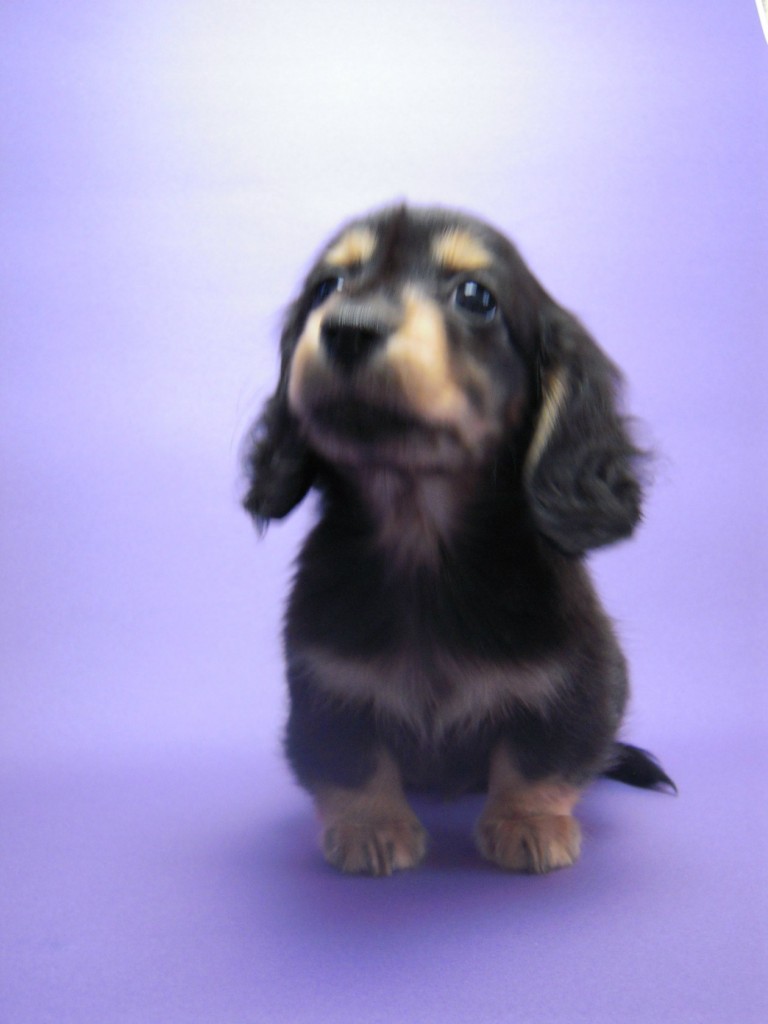 カニンヘン 子犬 ブラック＆タン 男の子 エルナの赤ちゃん 10/11生まれ