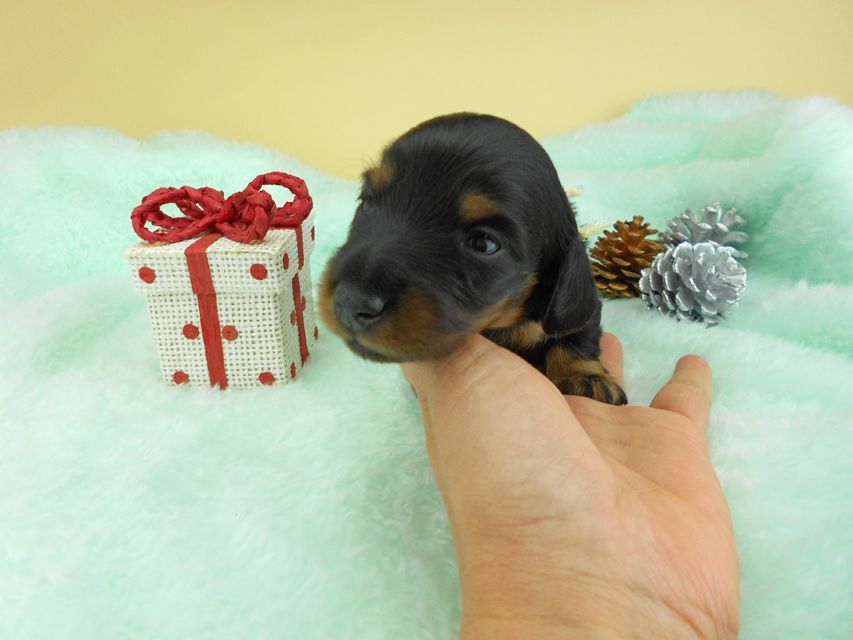 カニンヘンダックスフンド ナンシーcs & ナイトの子犬 ブラックタン 男の子（2） お写真初登場