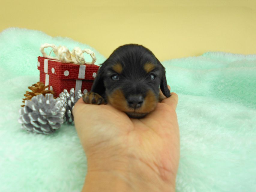 カニンヘンダックスフンド ナンシーcs & ナイトの子犬 ブラックタン 男の子（3） お写真初登場