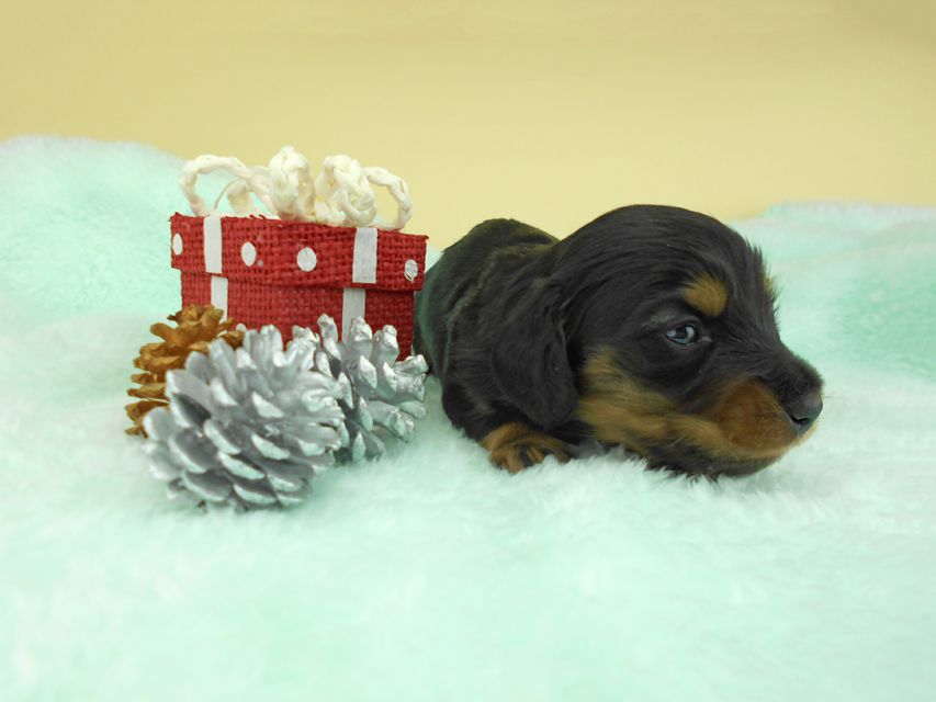 カニンヘンダックスフンド ナンシーcs & ナイトの子犬 ブラックタン 男の子（3） お写真初登場