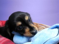 カニンヘン 子犬 ブラック&タン 男の子 エルナの赤ちゃん 10/11生まれ カニンヘン 子犬 ブラック&タン 男の子 エルナの赤ちゃん 10/11生まれ