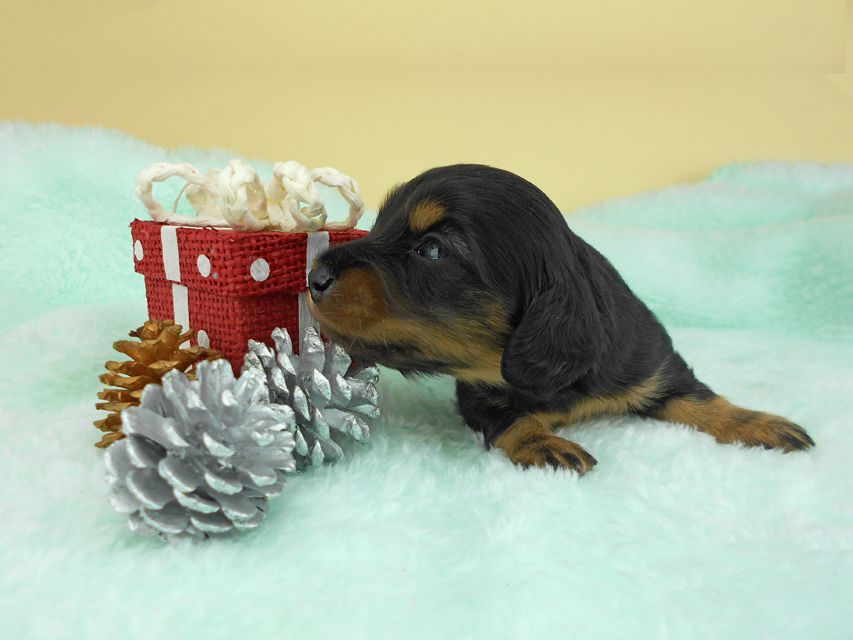 カニンヘンダックスフンド ナンシーcs & ナイトの子犬 ブラックタン 男の子（3） お写真初登場