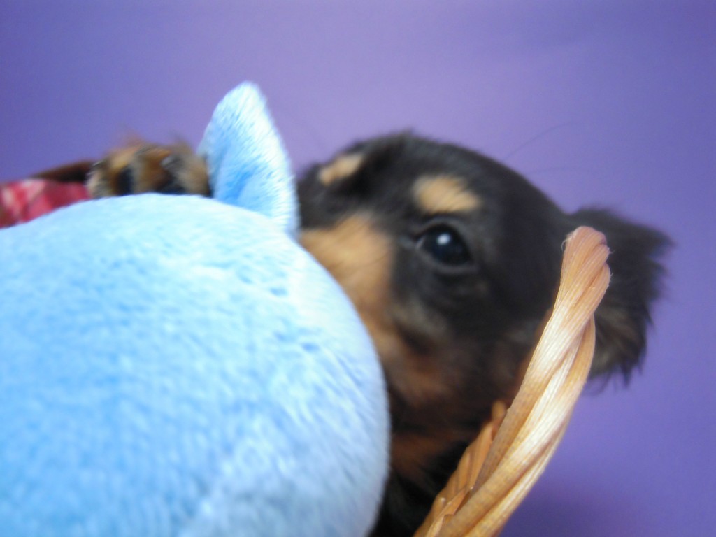 カニンヘン 子犬 ブラック&タン 男の子 エルナの赤ちゃん 10/11生まれ カニンヘン 子犬 ブラック&タン 男の子 エルナの赤ちゃん 10/11生まれ