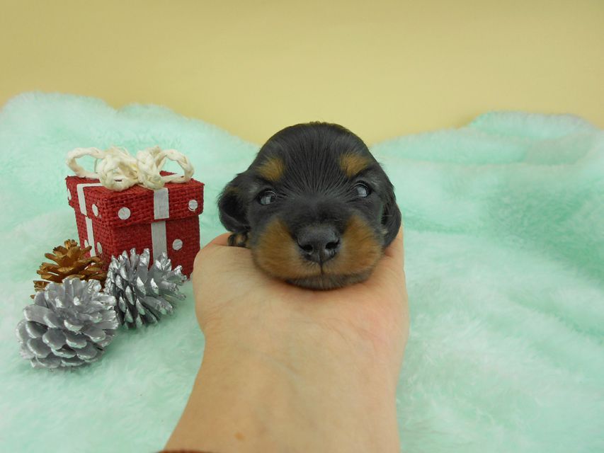 カニンヘンダックスフンド ナンシーcs & ナイトの子犬 ブラックタン 男の子（3） お写真初登場