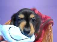 カニンヘン 子犬 ブラック＆タン 男の子 エルナの赤ちゃん 10/11生まれ