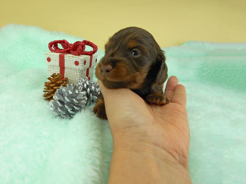 カニンヘンダックスフンド ナンシーcs & ナイトの子犬 チョコタン 男の子 お写真初登場