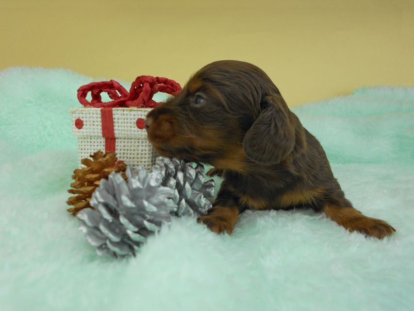 カニンヘンダックスフンド ナンシーcs & ナイトの子犬 チョコタン 男の子 お写真初登場