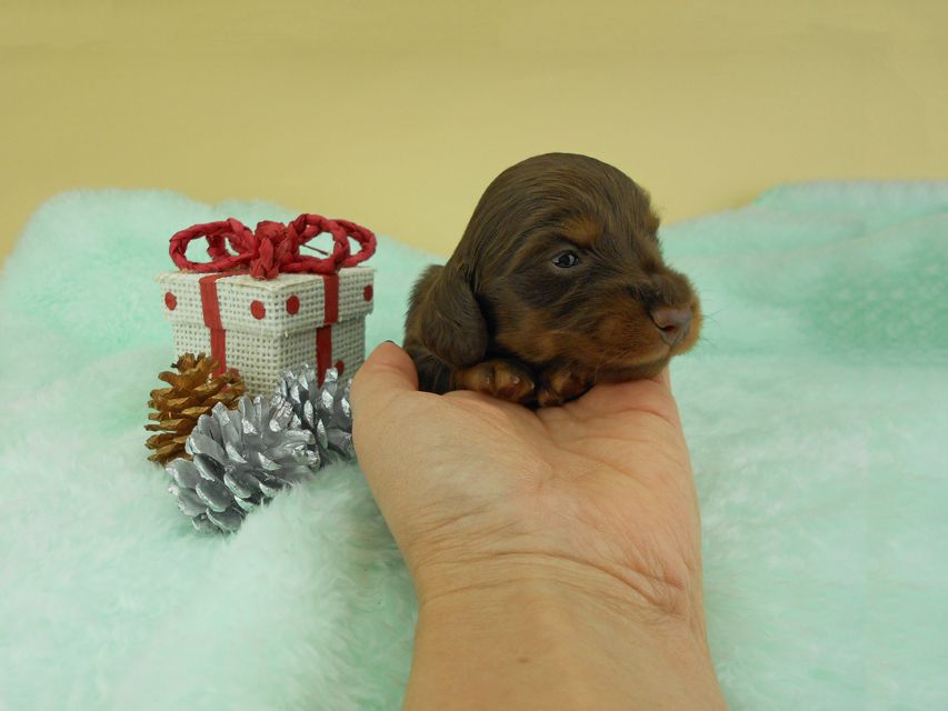 カニンヘンダックスフンド ナンシーcs & ナイトの子犬 チョコタン 男の子 お写真初登場