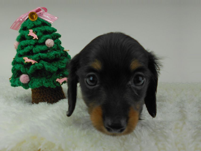 カニンヘンダックスフンド ふたば & ブルースの子犬 ブラックタン 男の子（1）