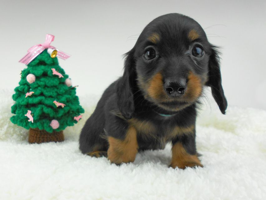 カニンヘンダックスフンド ふたば & ブルースの子犬 ブラックタン 男の子（1）