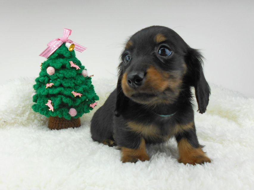 カニンヘンダックスフンド ふたば & ブルースの子犬 ブラックタン 男の子（1）