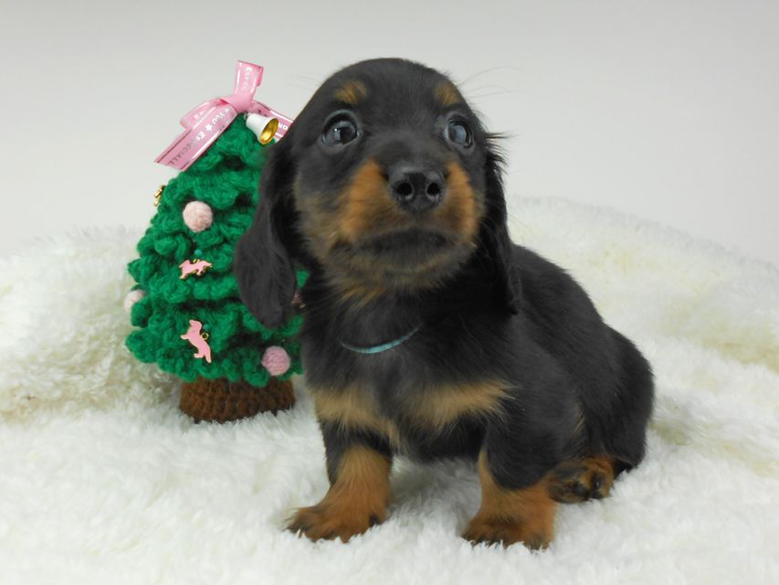 カニンヘンダックスフンド ふたば & ブルースの子犬 ブラックタン 男の子（1）