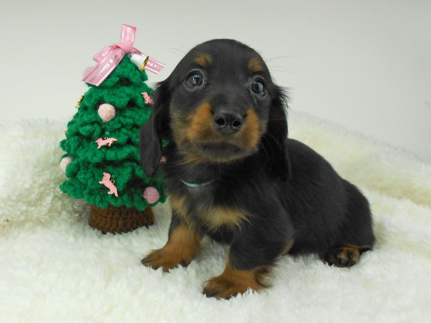 カニンヘンダックスフンド ふたば & ブルースの子犬 ブラックタン 男の子（1）