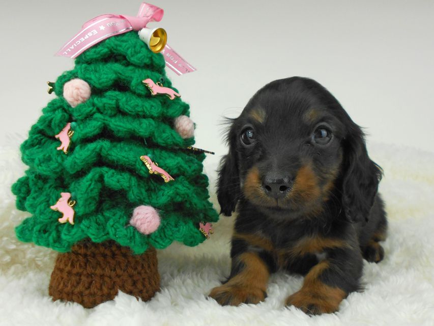 カニンヘンダックスフンド ふたば & ブルースの子犬 ブラックタン 男の子（2）