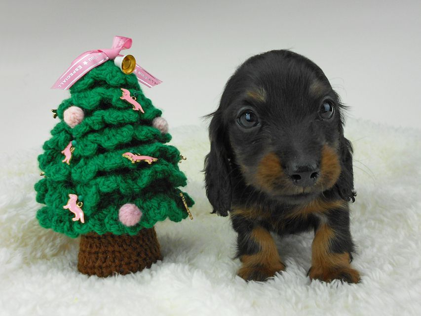 カニンヘンダックスフンド ふたば & ブルースの子犬 ブラックタン 男の子（2）