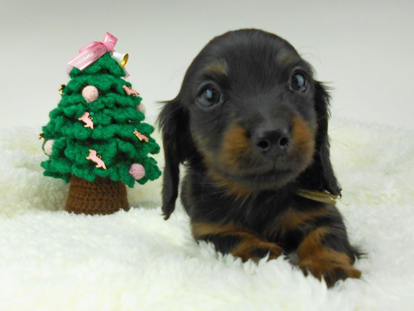 カニンヘンダックスフンド ふたば & ブルースの子犬 ブラックタン 男の子（2）