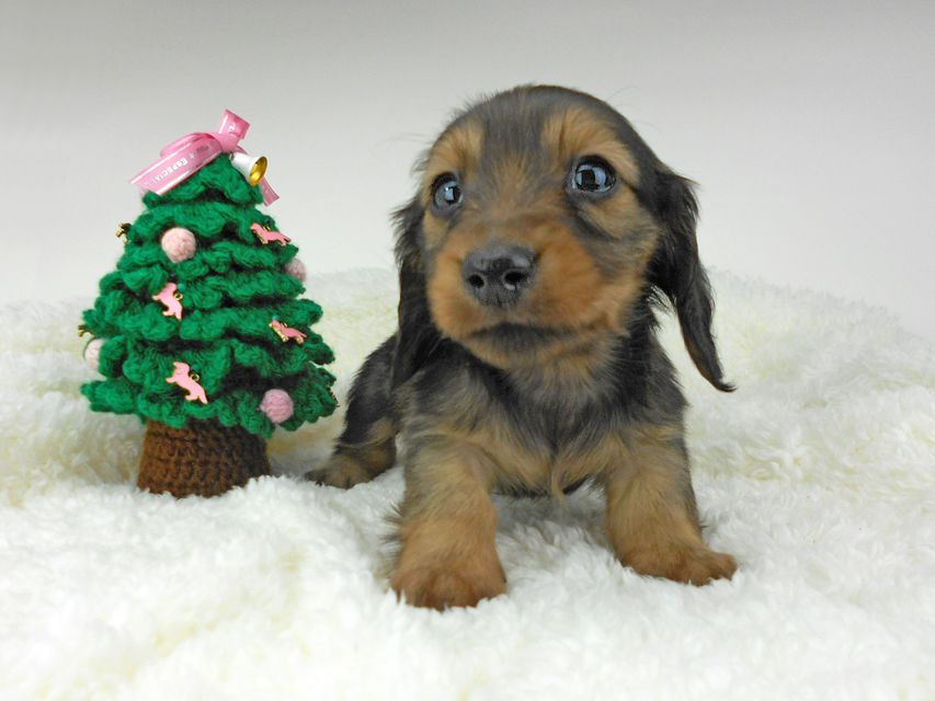 カニンヘンダックスフンド ふたば & ブルースの子犬 イエロー（クリーム） 男の子