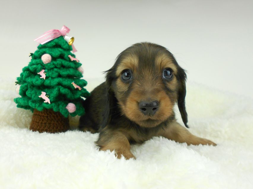 カニンヘンダックスフンド ふたば & ブルースの子犬 イエロー（クリーム） 男の子