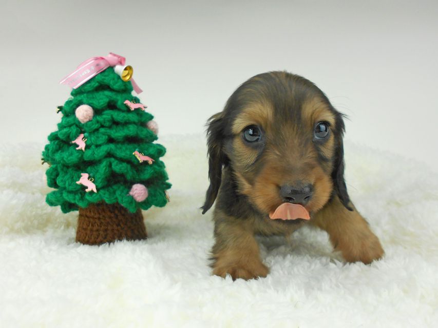 カニンヘンダックスフンド ふたば & ブルースの子犬 イエロー（クリーム） 男の子