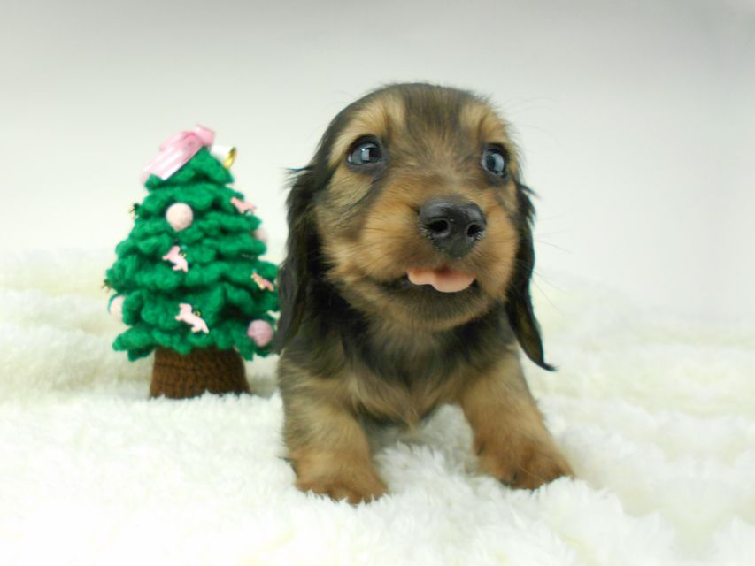 カニンヘンダックスフンド ふたば & ブルースの子犬 イエロー（クリーム） 男の子