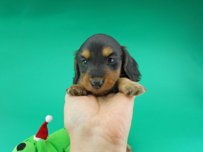 カニンヘンダックスフンド ココcs & 朝日の子犬 ブラックタン 男の子