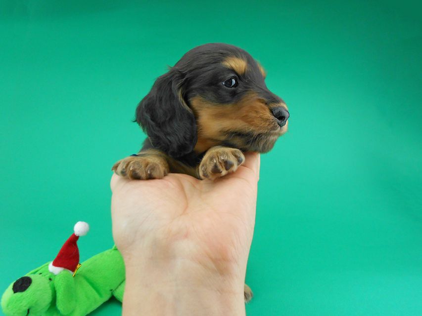 カニンヘンダックスフンド ココcs & 朝日の子犬 ブラックタン 男の子