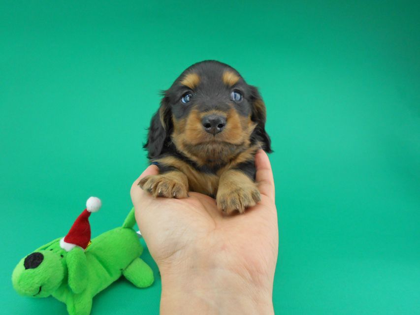 カニンヘンダックスフンド ココcs & 朝日の子犬 ブラックタン 男の子