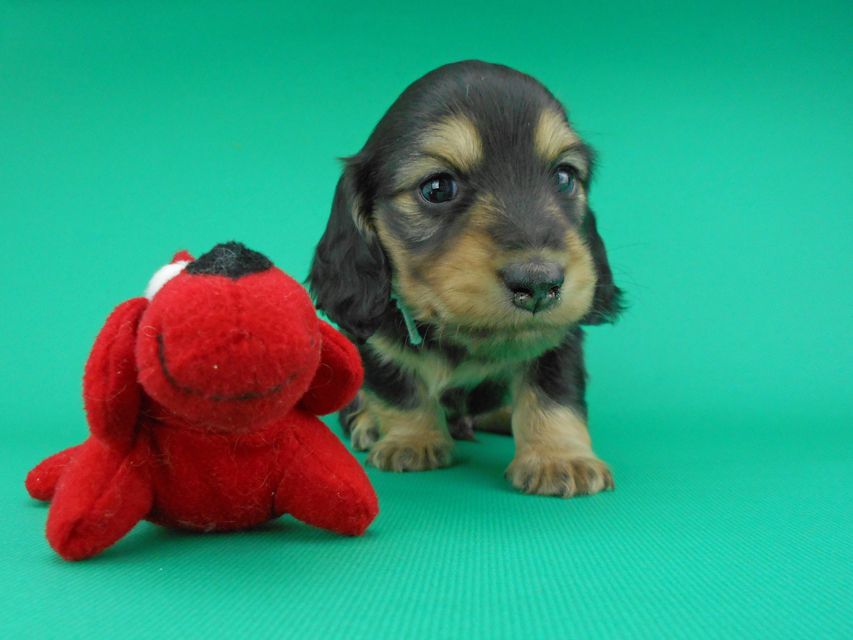 カニンヘンダックスフンド ココcs & 朝日の子犬 ブラックイエロー(ブラッククリーム)男の子DSCN4269 カニンヘンダックスフンド ココcs & 朝日の子犬 ブラックイエロー(ブラッククリーム)男の子