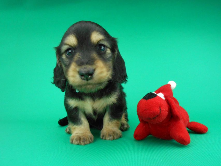 カニンヘンダックスフンド ココcs & 朝日の子犬 ブラックイエロー(ブラッククリーム)男の子DSCN4270 カニンヘンダックスフンド ココcs & 朝日の子犬 ブラックイエロー(ブラッククリーム)男の子