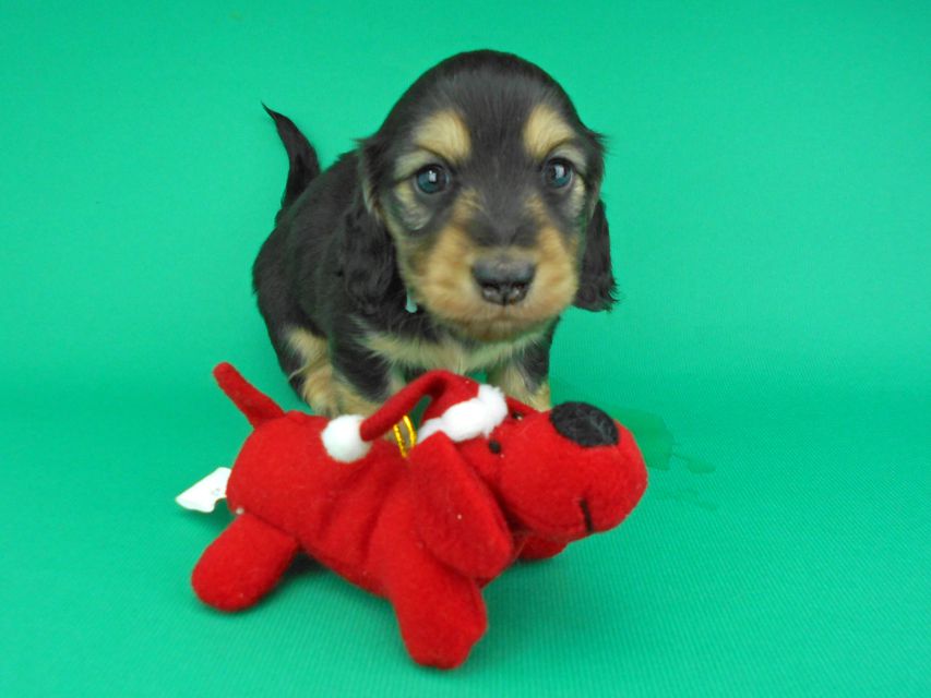 カニンヘンダックスフンド ココcs & 朝日の子犬 ブラックイエロー(ブラッククリーム)男の子DSCN4276 カニンヘンダックスフンド ココcs & 朝日の子犬 ブラックイエロー(ブラッククリーム)男の子