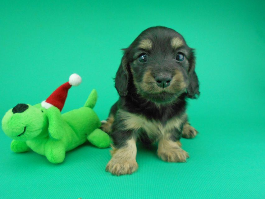 カニンヘンダックスフンド ココcs & 朝日の子犬 ブラックイエロー（ブラッククリーム）女の子