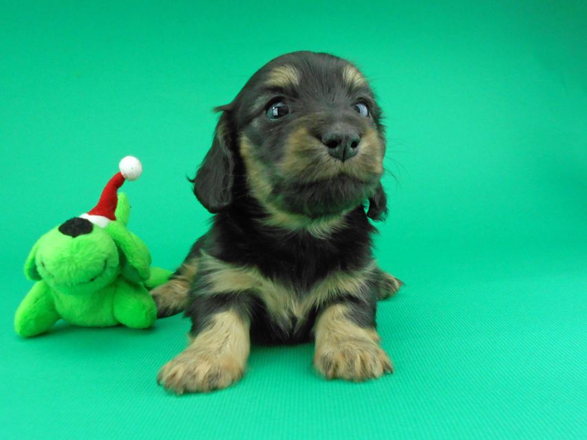 カニンヘンダックスフンド ココcs & 朝日の子犬 ブラックイエロー（ブラッククリーム）女の子