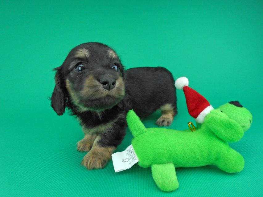 カニンヘンダックスフンド ココcs & 朝日の子犬 ブラックイエロー（ブラッククリーム）女の子