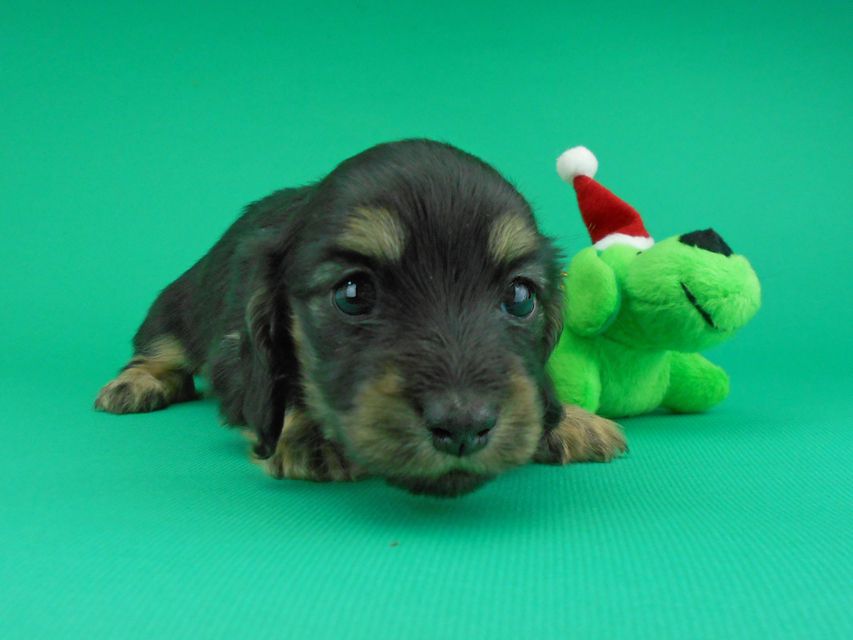 カニンヘンダックスフンド ココcs & 朝日の子犬 ブラックイエロー（ブラッククリーム）女の子