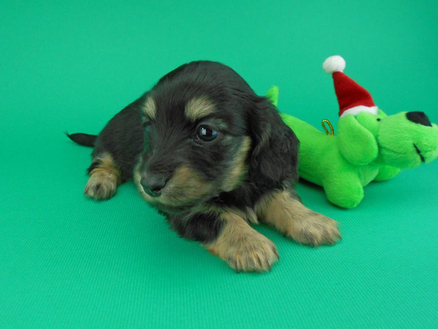 カニンヘンダックスフンド ココcs & 朝日の子犬 ブラックイエロー（ブラッククリーム）女の子