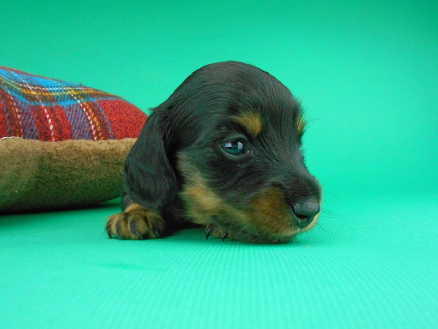 カニンヘンダックスフンド ナンシーcs & ナイトの子犬 ブラックタン 男の子（2）