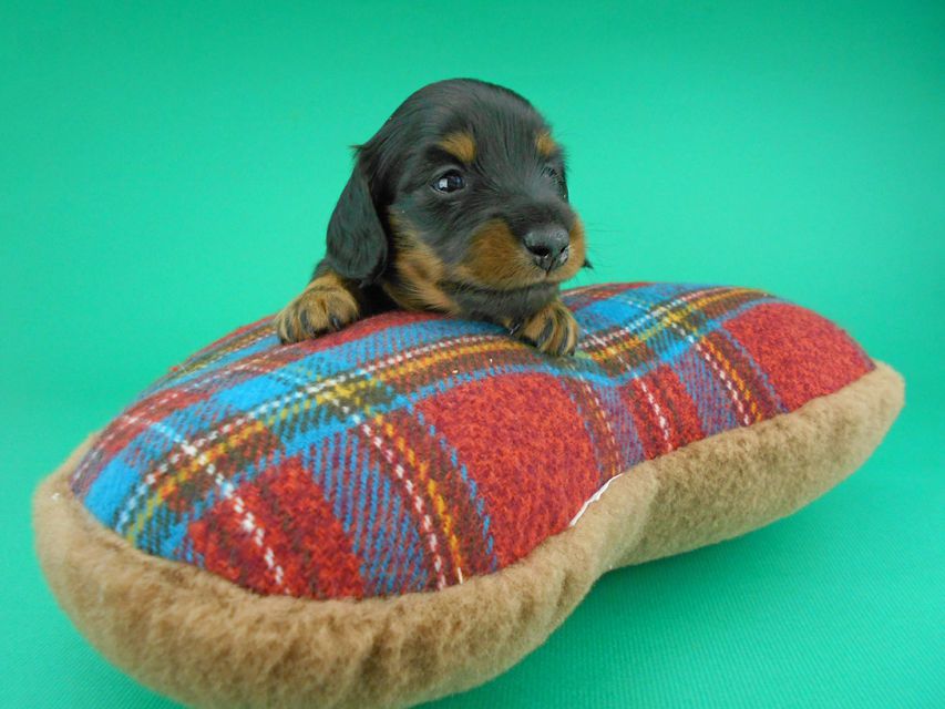 カニンヘンダックスフンド ナンシーcs & ナイトの子犬 ブラックタン 男の子（2）