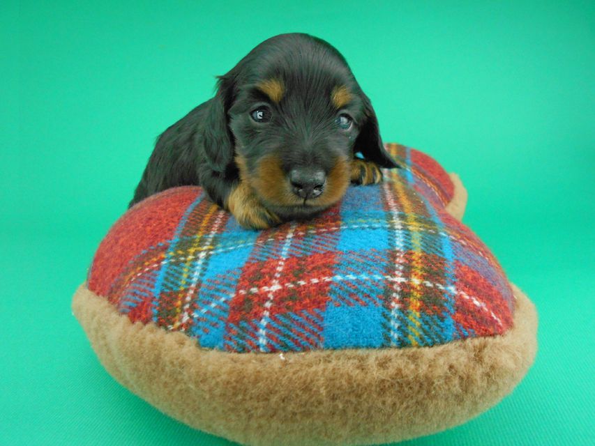 カニンヘンダックスフンド ナンシーcs & ナイトの子犬 ブラックタン 男の子（2）