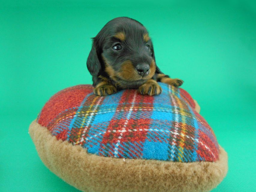 カニンヘンダックスフンド ナンシーcs & ナイトの子犬 ブラックタン 男の子（2）