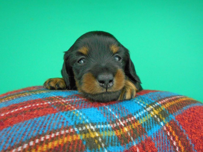 カニンヘンダックスフンド ナンシーcs & ナイトの子犬 ブラックタン 男の子（2）