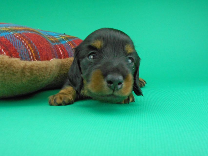 カニンヘンダックスフンド ナンシーcs & ナイトの子犬 ブラックタン 男の子（2）