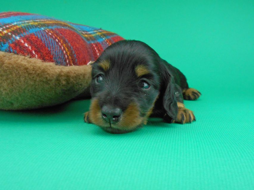 カニンヘンダックスフンド ナンシーcs & ナイトの子犬 ブラックタン 男の子（2）