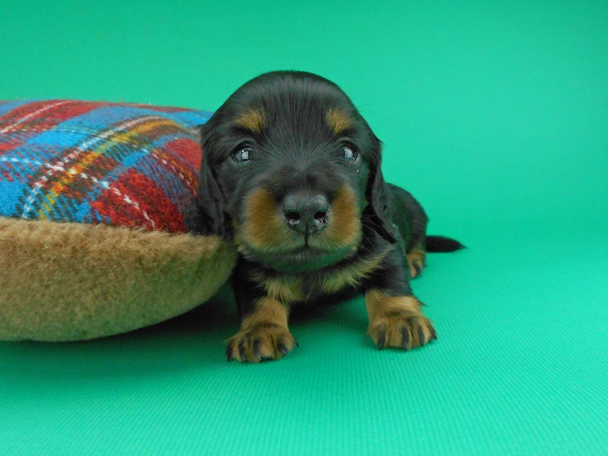 カニンヘンダックスフンド ナンシーcs & ナイトの子犬 ブラックタン 男の子（2）